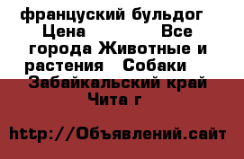 француский бульдог › Цена ­ 40 000 - Все города Животные и растения » Собаки   . Забайкальский край,Чита г.